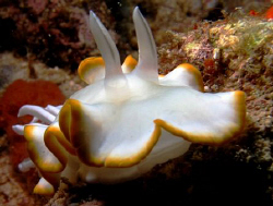 Paradise Island Resort, House Reef. by Bernard Maglana 